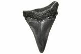 Juvenile Megalodon Tooth - South Carolina #360936-1